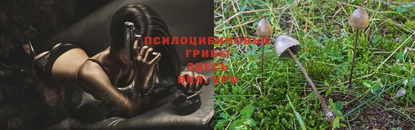 apvp Белокуриха